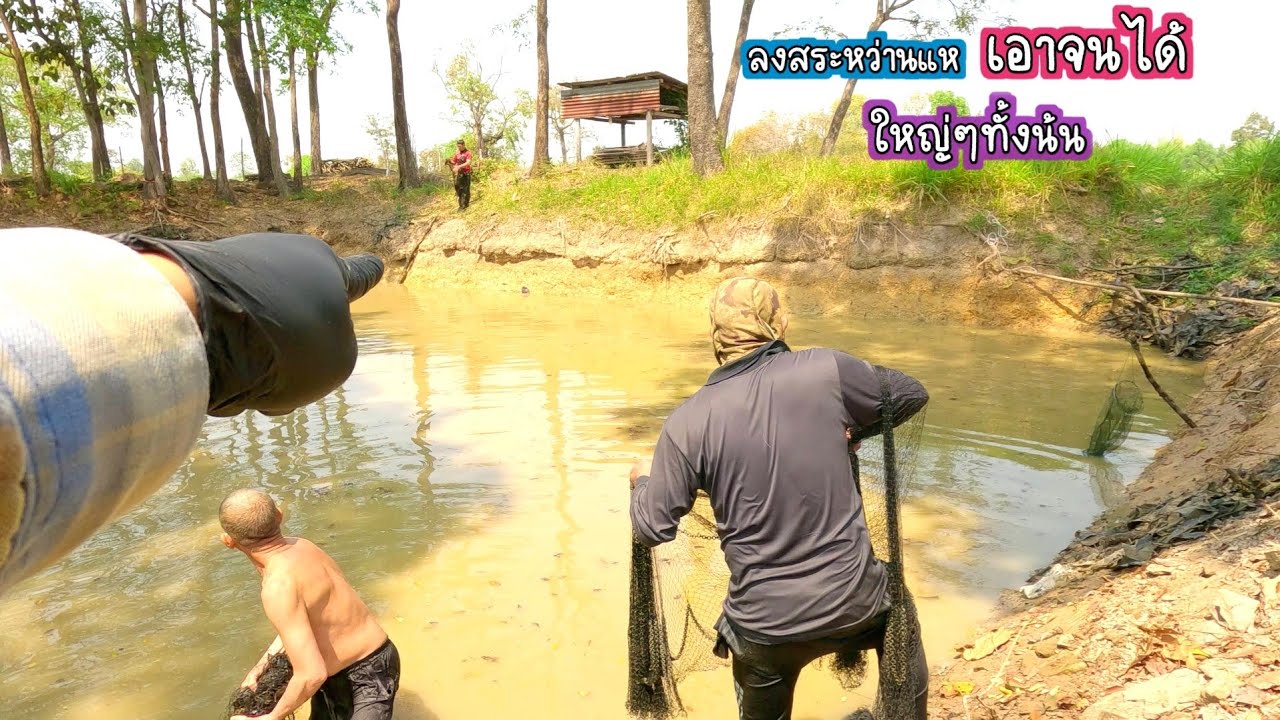 เอาจนได้ ใหญ่ๆทั้งนั้น ลงสระหว่านแหชวนญาติพี่น้องกินปลา/บ้านนาพาสุข EP.487