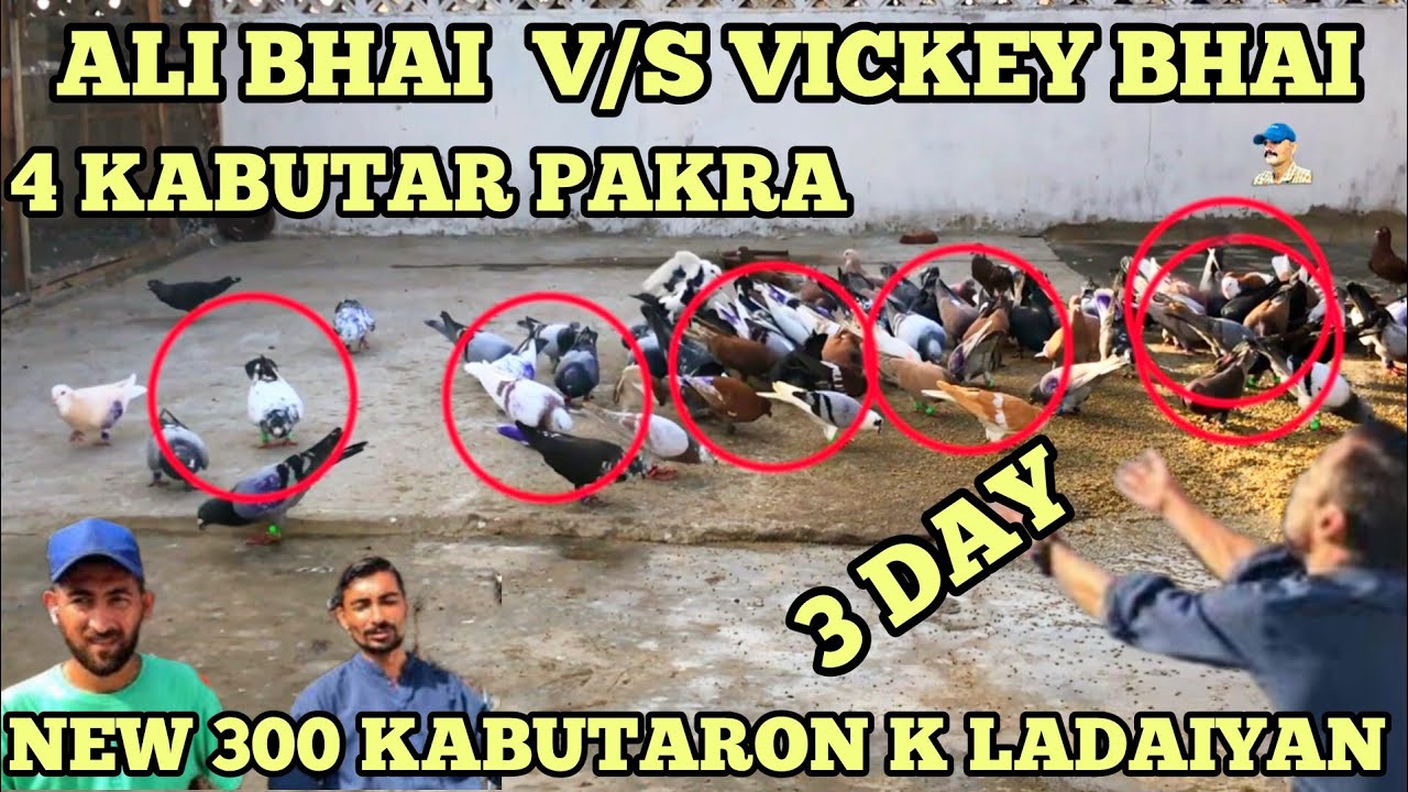 4 Kabutar pakra | Ali Bhai V/S Vickey | New 300 Kabutaron k ladaiyan | Pigeon k video | 3 day | Cage