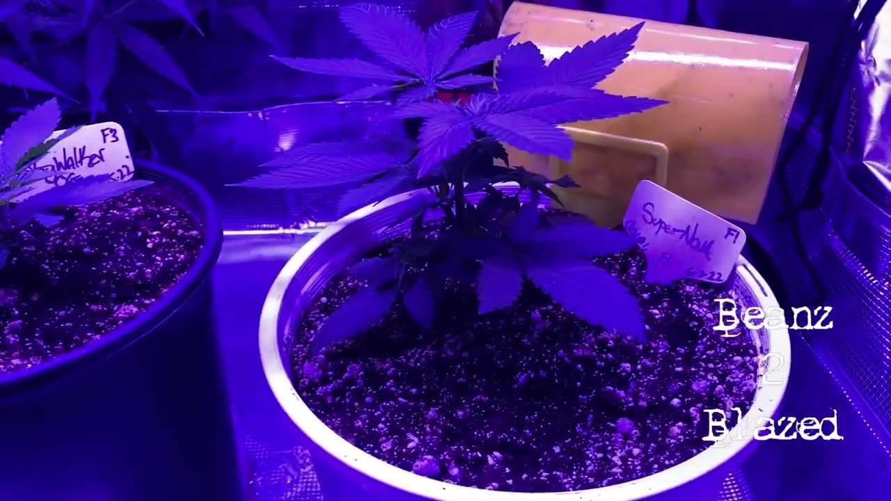 Lotus nutrient&rsquo;s after first feeding!!! WOW!!! @LotusNutrients @gorillagrowtent ￼