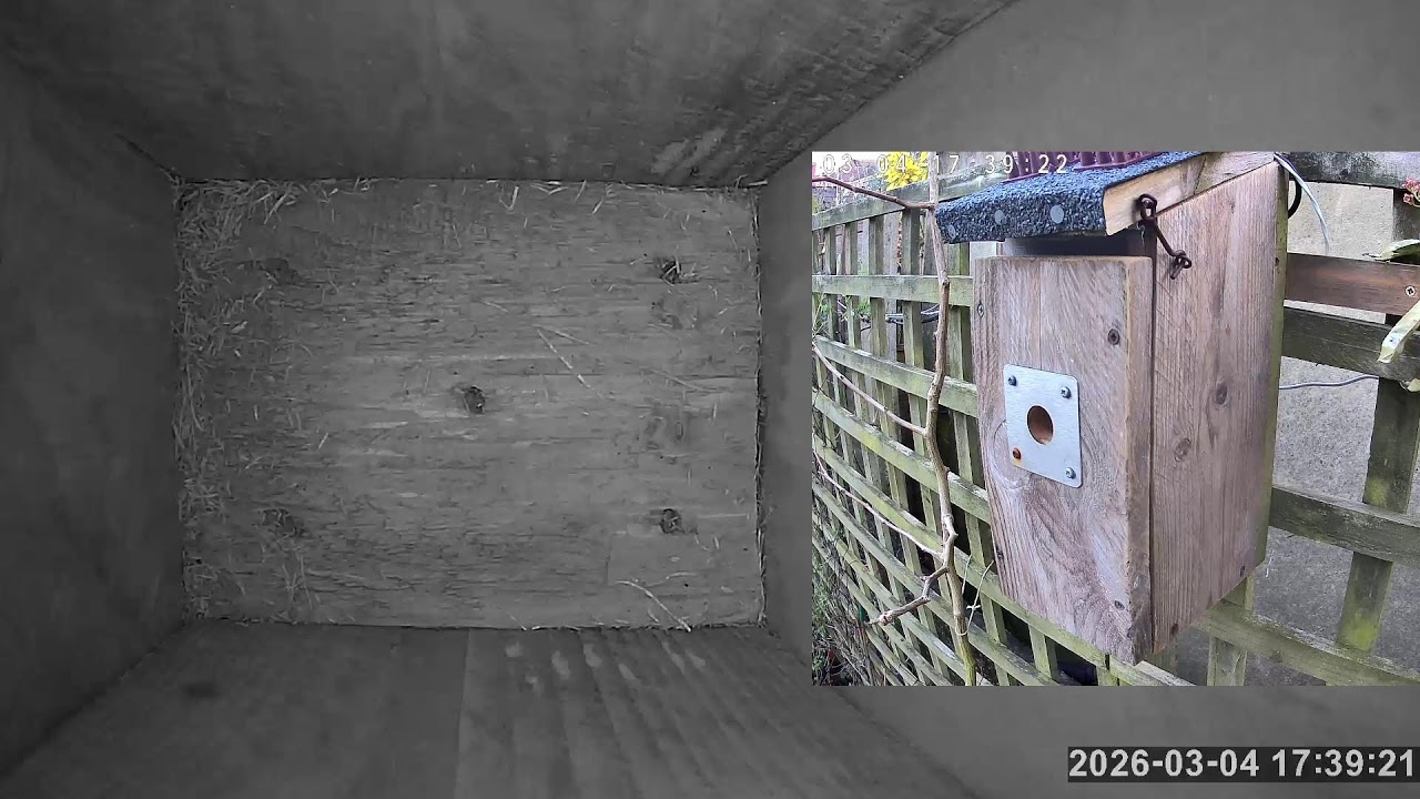 SoBo Nest Box Live Stream