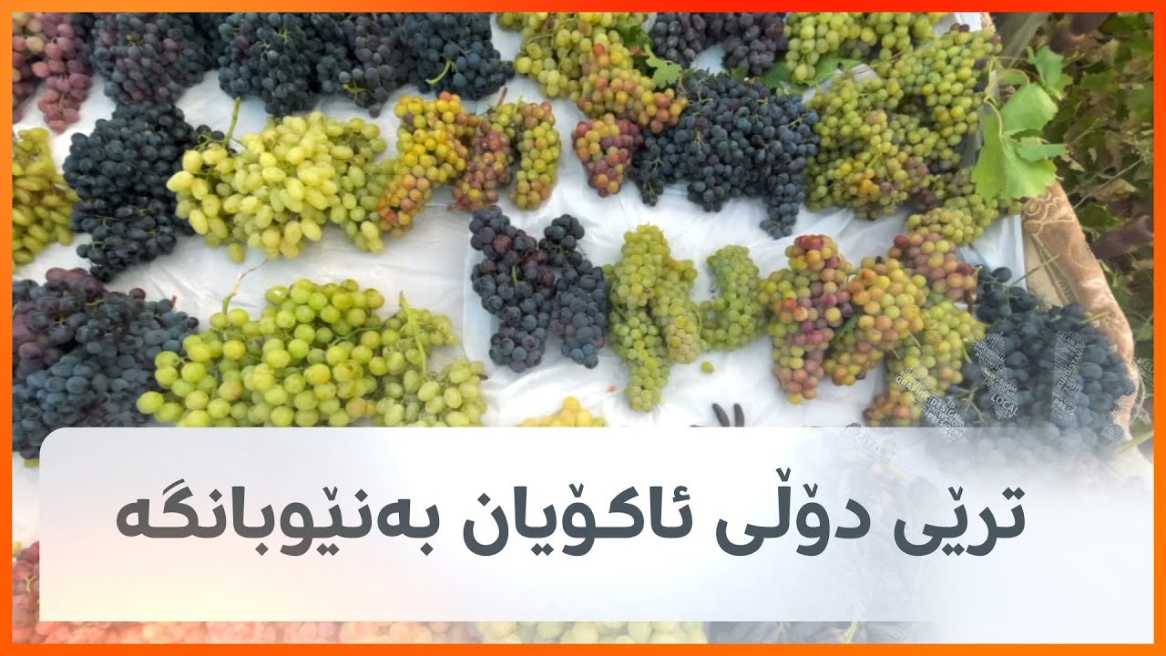 ترێی دۆڵی ئاکۆیان بەنێوبانگە