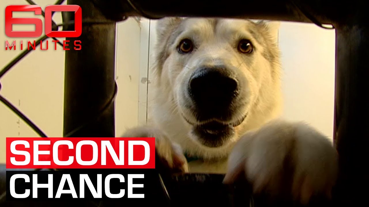 Meet the man rescuing unwanted dogs from death row | 60 Minutes Australia