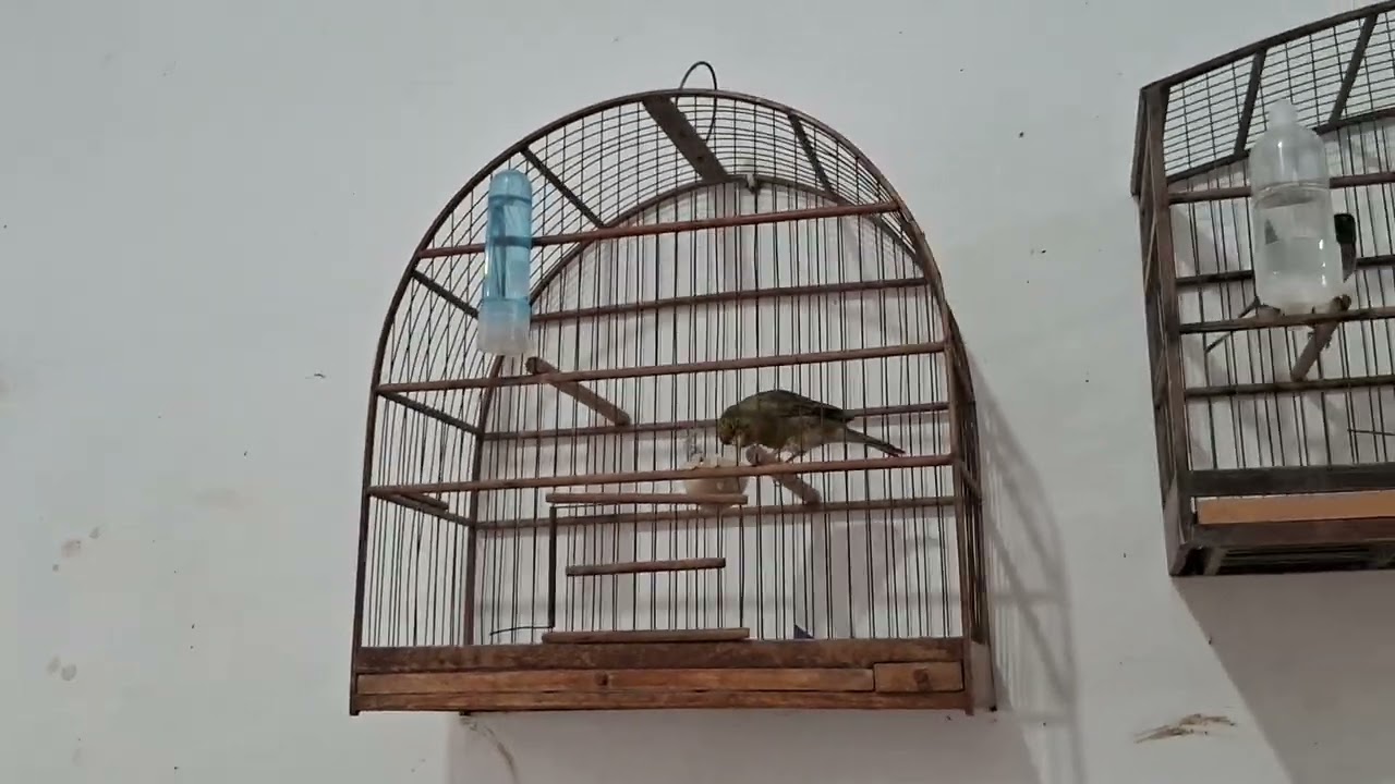 Criação de canário belga em carapicuiba sp 
