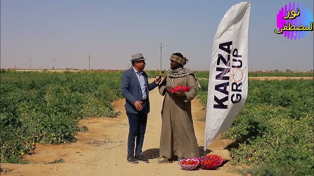 طماطم ثريا شركة كانزاجروب في محافظة الأقصر