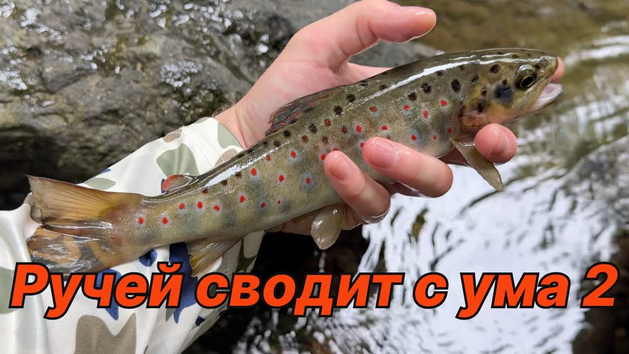 РУЧЕЙ СВОДИТ С УМА 2. Форель на воблеры (4K)
