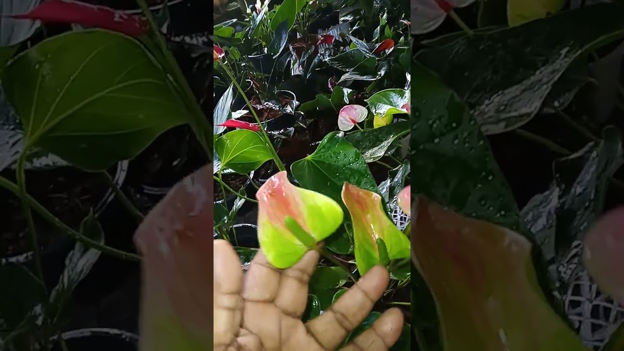 කැමති   අය     ගන්න   0712096509  67  68  පැකේජ් 🌹🌹🌹🌹💐