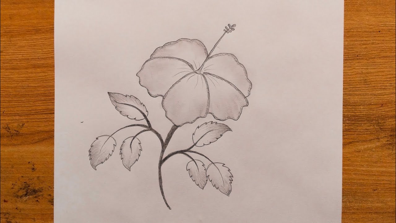 Easy hibiscus flower drawing step by step pencil drawing tutorial 