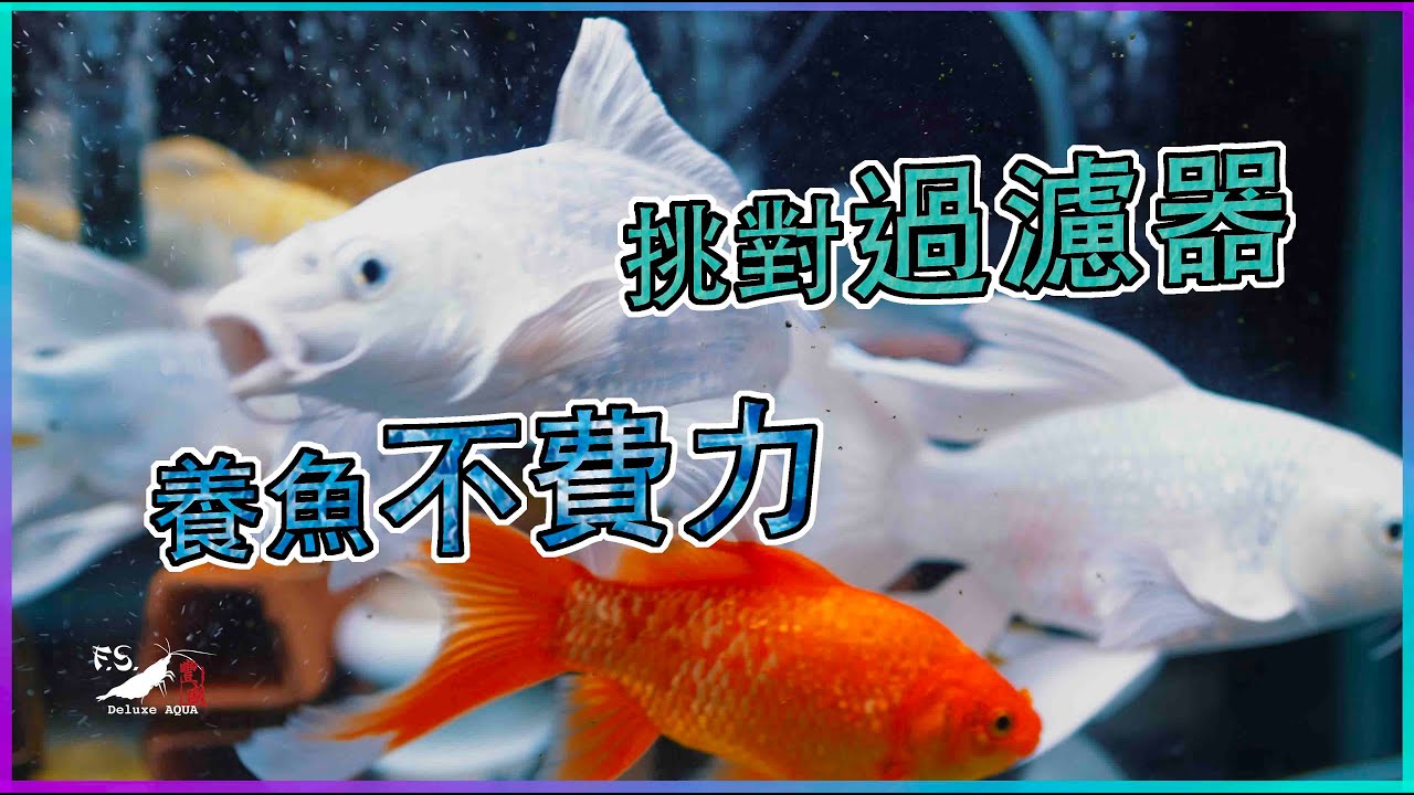 新手必看!選對過濾器，養魚不費力 水族教學｜我只是個養蝦的
