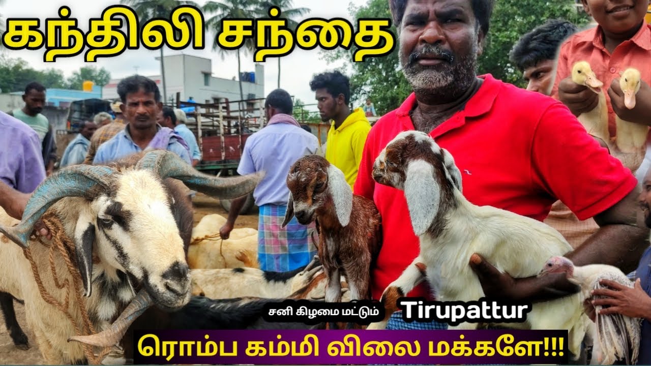 தமிழ்நாட்டின் ஆட்டுச் சந்தை| Goat Market | Kandili | Tirupattur | Tamil nadu | சந்தை−Vlog #sheep