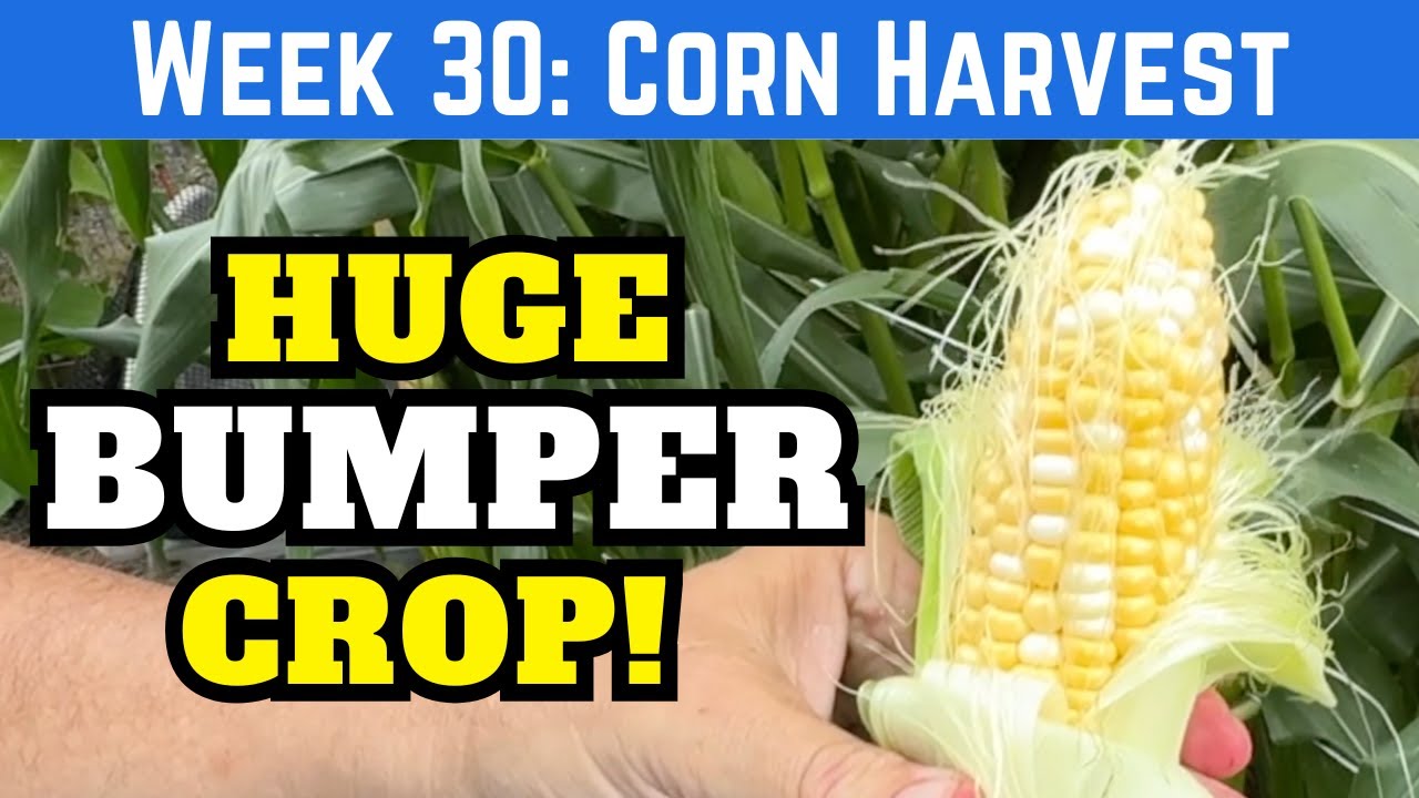 BIG Corn Harvest