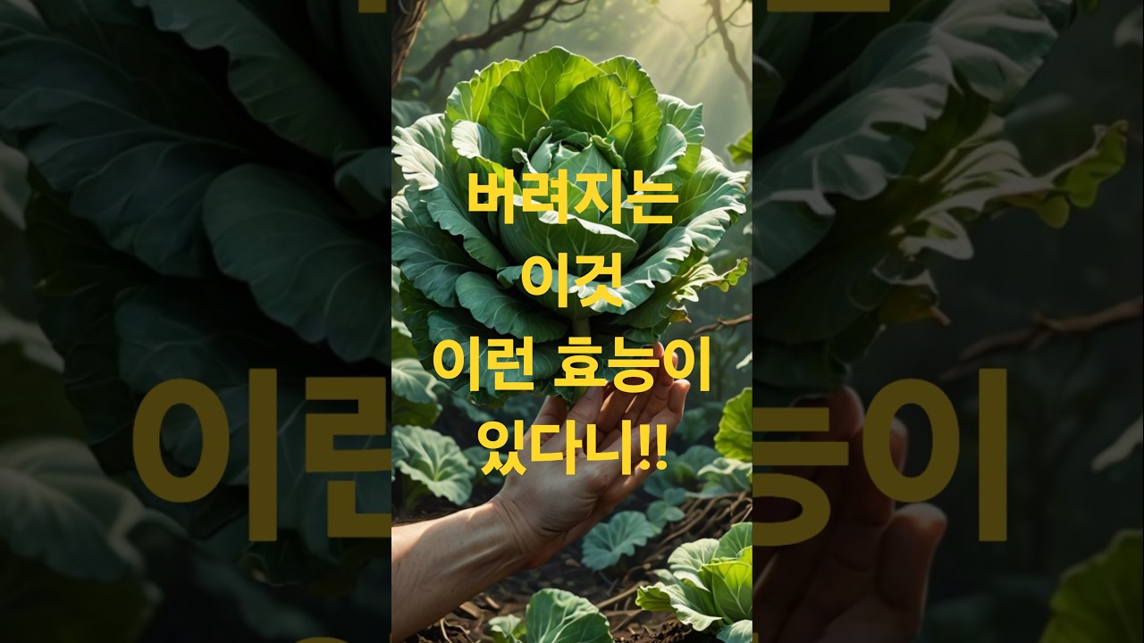 2025년 9월 29일 배추뿌리의 효능#배추뿌리#효능