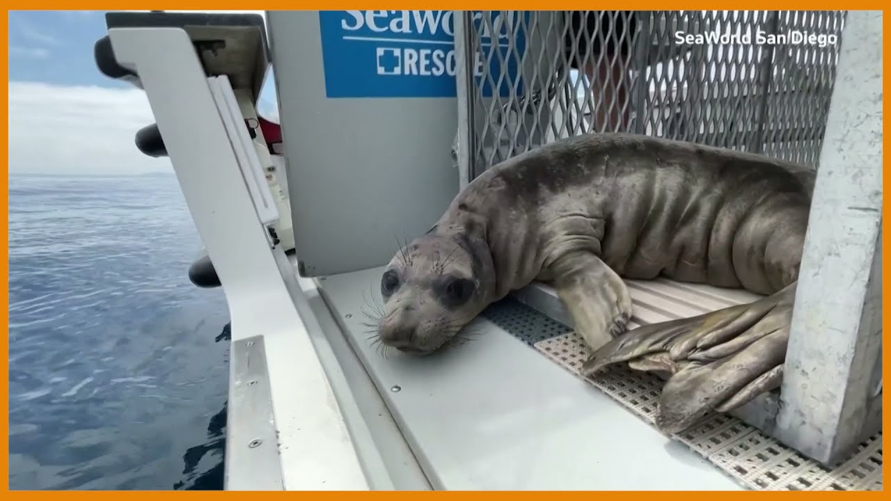 Rescued elephant seal released back into ocean