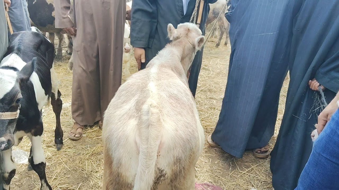 اسعار العجول البقرى القنيه سوق كفر الشيخ)٢٠٢٥/٩/٢٤