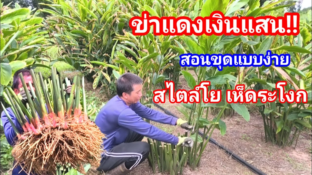 ข่าแดงเงินแสน!! จาก1ไร่ เพิ่มเป็น3ไร่ อาชีพสร้างเงิน หนีโควิดกลับบ้าน ตอนนี้มีความสุขแล้ว