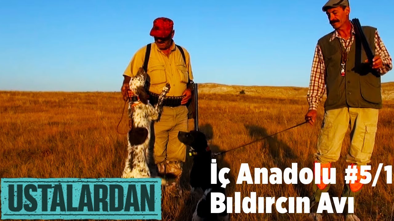 İç Anadolu Bıldırcın  Avı 1 - Ustalardan 5. Bölüm Yaban Tv