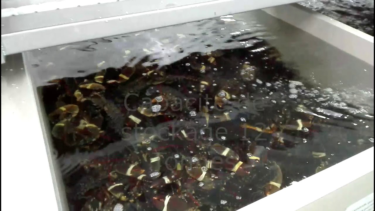 France.Aquaculture.Crustac&eacute;s. 2019.Viviers industriels en circuit ferm&eacute;.