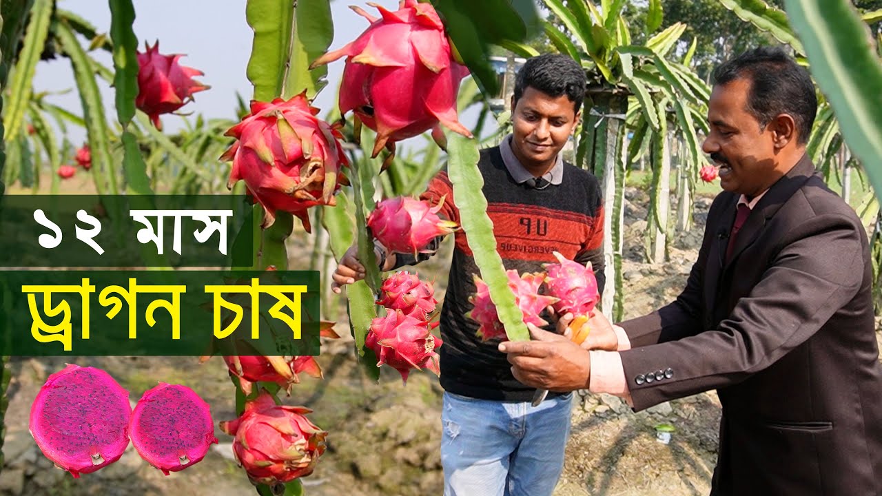 সুস্বাদু ড্রাগন ফলে ভরপুর রবিউলের বাগান - ড্রাগন ফল চাষ পদ্ধতি | Dragon fruit cultivation | কৃষি ঘর