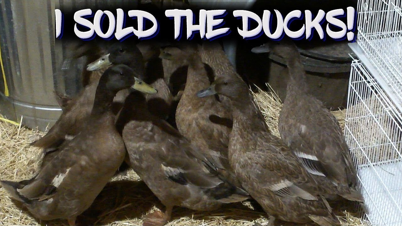 How to clip duck wings to keep them from flying away!