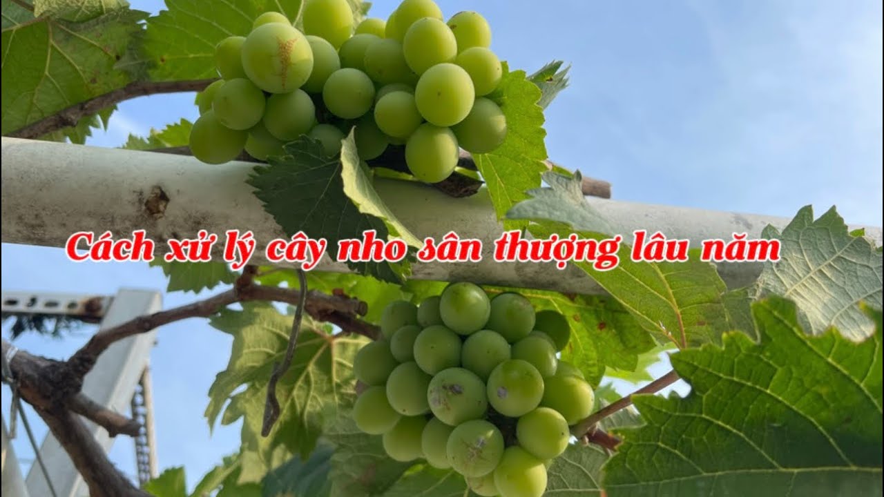 190 # cách làm cho cây nho già phát triển tốt trở lại