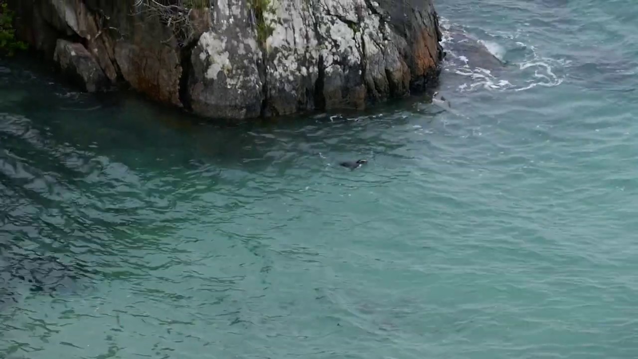 Fiordland Crested Penguin swims and calls
