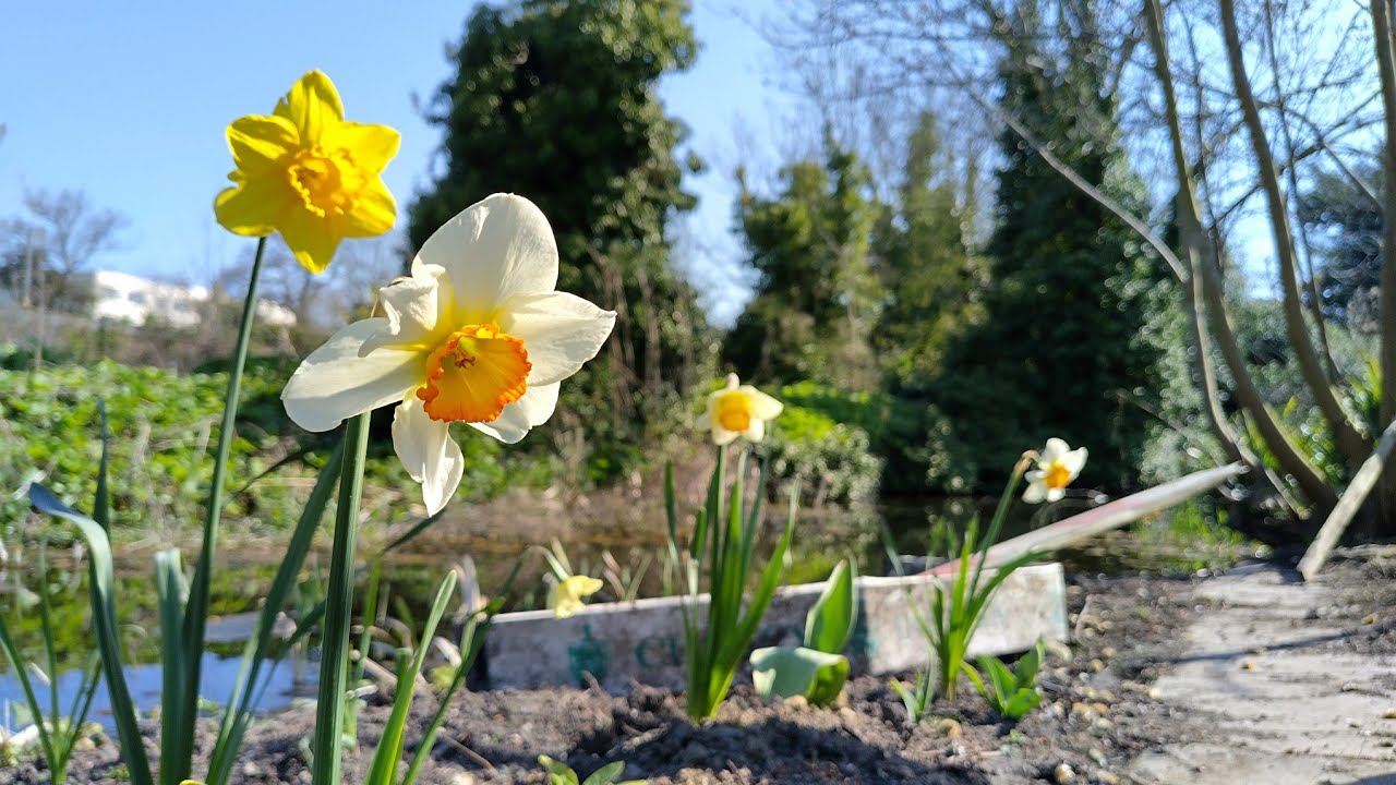 Allotment Update 3Apr2025 
