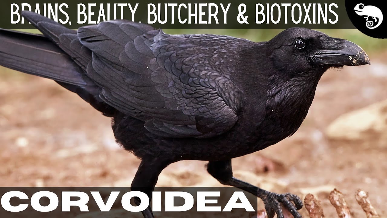 Crows, Ravens, Magpies - Murder, Manipulation, & Poison