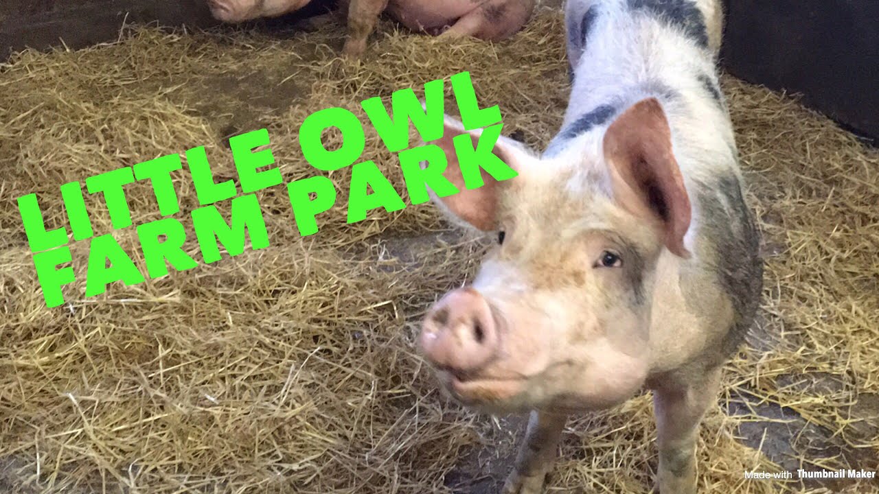 Little Owl Animal Farm Park | Farm | Family Day Out | Worcestershire