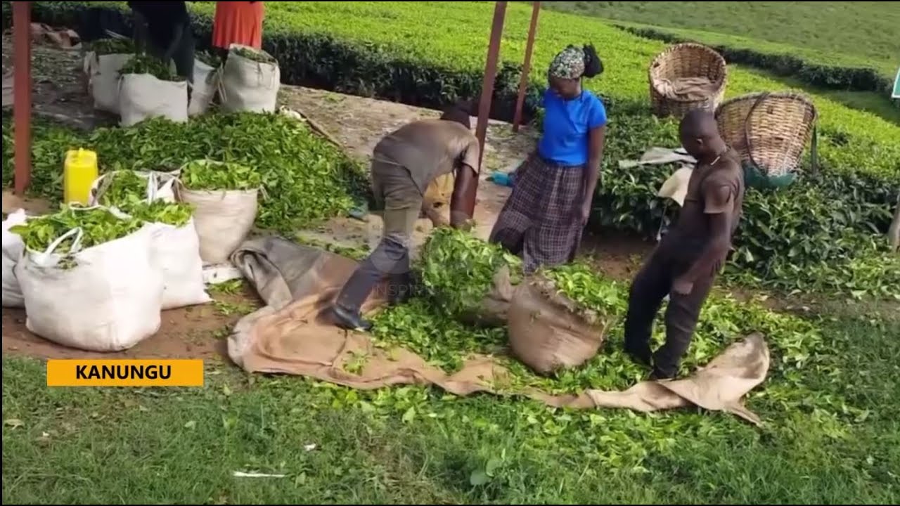 Kigezi Tea Farmers: Over 1,000 in Southwestern Uganda Appreciate Government Payment Commitment