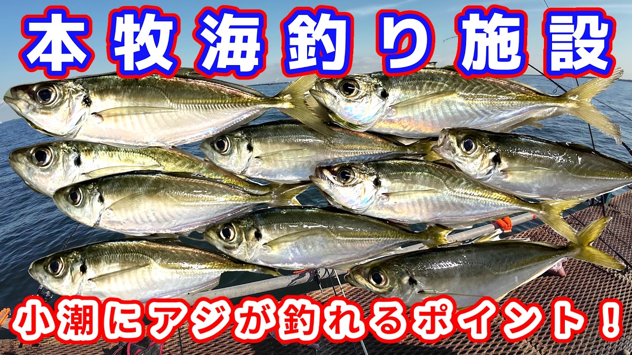 【本牧海釣り施設】小潮で1番釣れる場所はココ！ #釣り #横浜 #東京湾 #アジ #サビキ #トリックサビキ