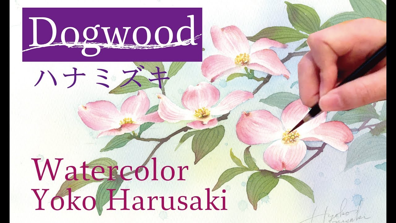 ３色で描く水彩画　Watercolor painting with three colors 【 Dogwood】 Yoko Harusaki ハナミズキ水彩画の描き方