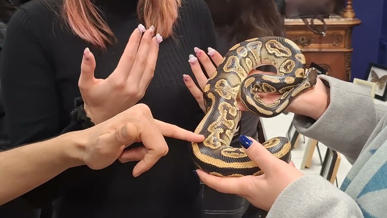 XXL Tarantula Expo - Expoziție de insecte,  tarantule și fluturi Cluj 2026