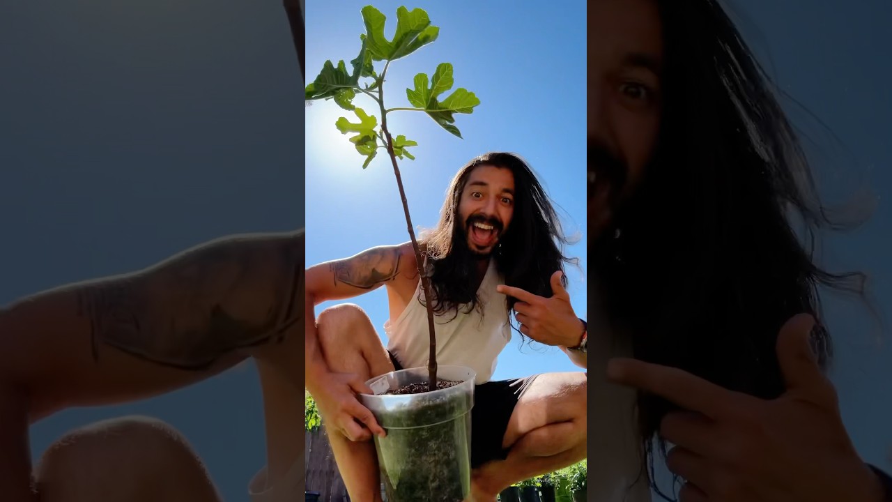 From a stick to a tree - How to grow fig trees from cuttings! creative explained