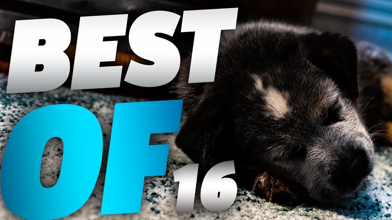 BEST OF LUTTI #16 ► OKAMI MON CHIOT EST UN MONSTRE !