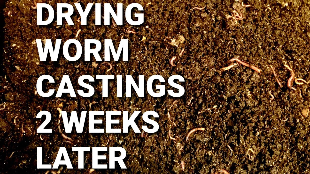 Drying Out Red Wiggler Worm Castings 2 Weeks Later | Coconut Coir Worm Bin | Vermicomposting