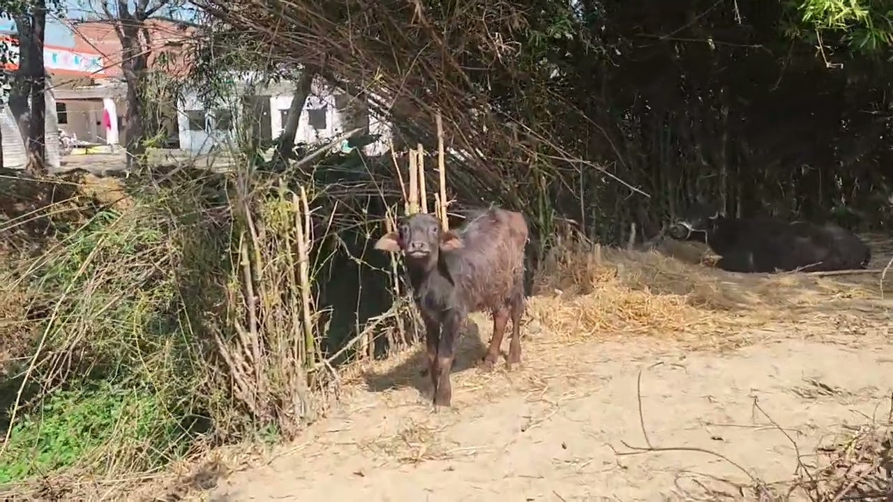 घर के पास की असली गाँव लाइफ@https://youtube.com/channel/UCUNaaM_DxHJDvuz1YabTr7Q?si=llQ8a3w38RkrUCmc