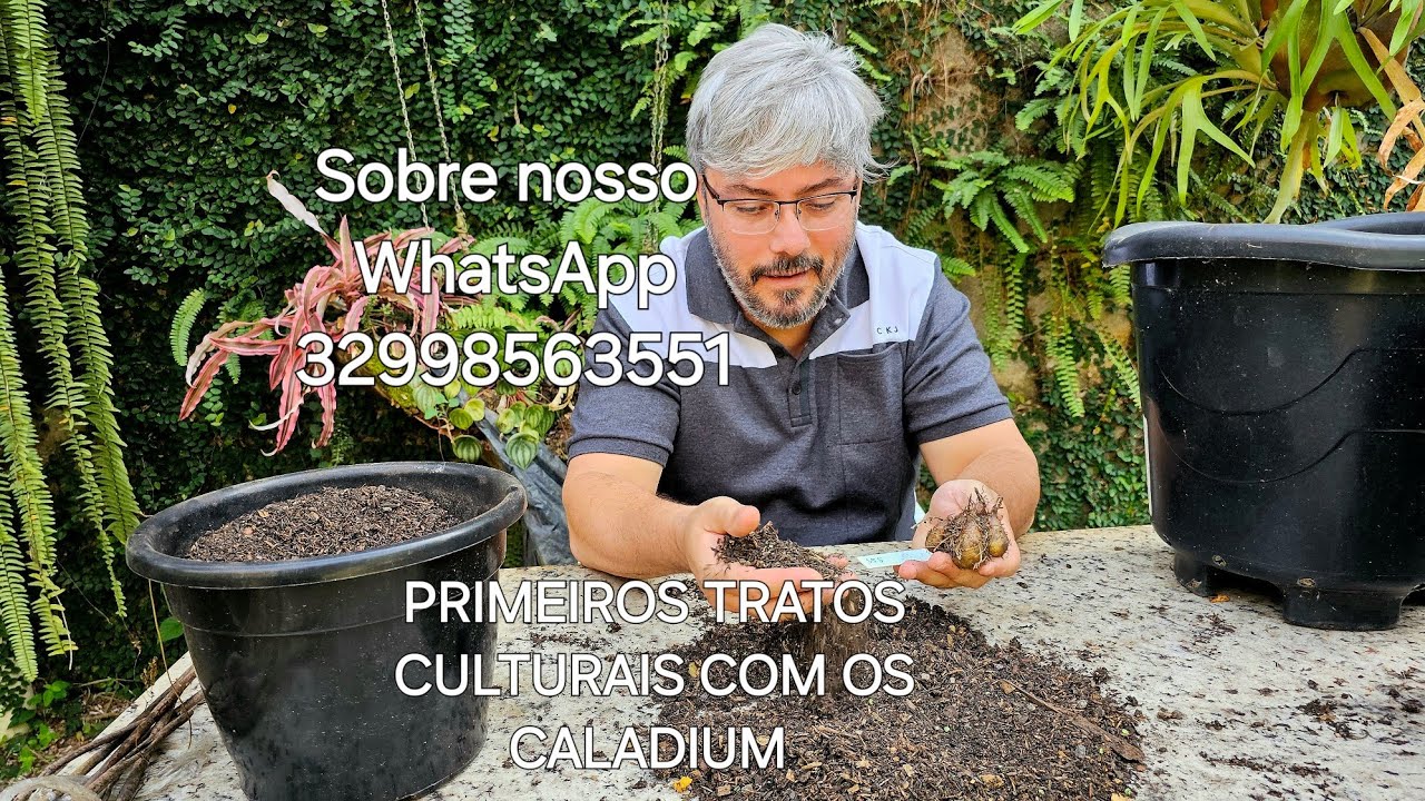 Preparando os Caladium para uma explosão de cores na primavera 🎊🎉🥳❤️‍🔥❤️‍🔥❤️‍🔥