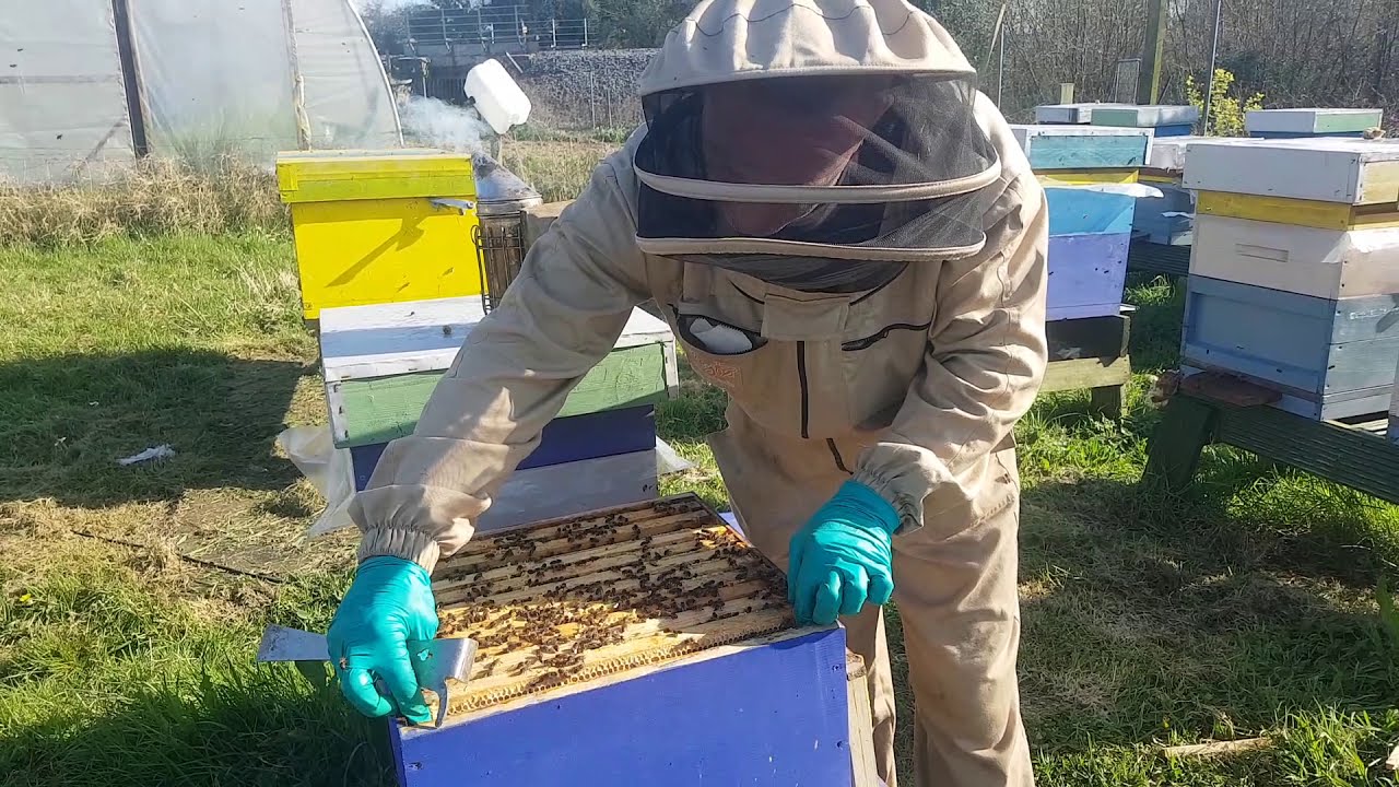 Bee colonies ready for supering 29 March Ireland