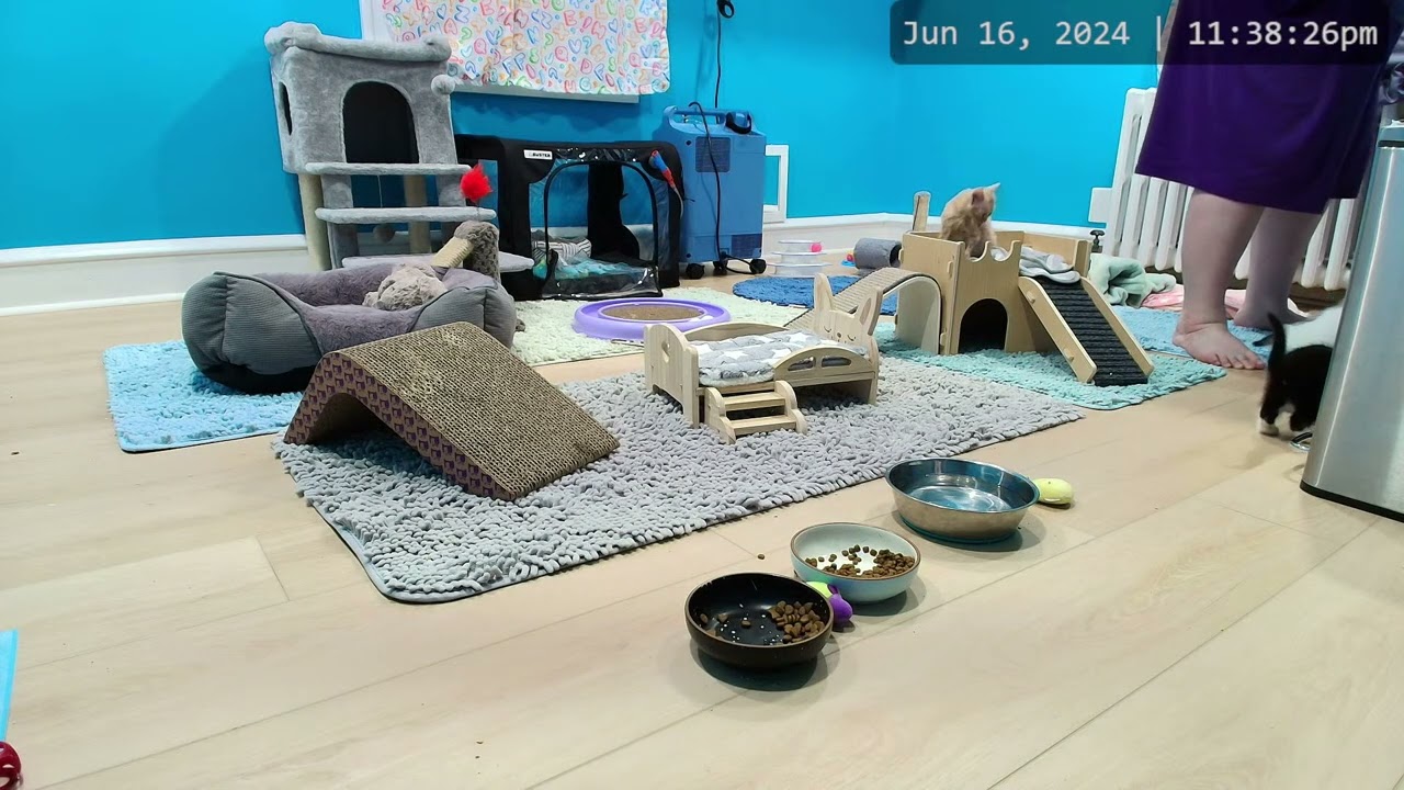 Kitkat Playroom: Wyatt Joins the Pals in an Epic Zoomie Playtime!