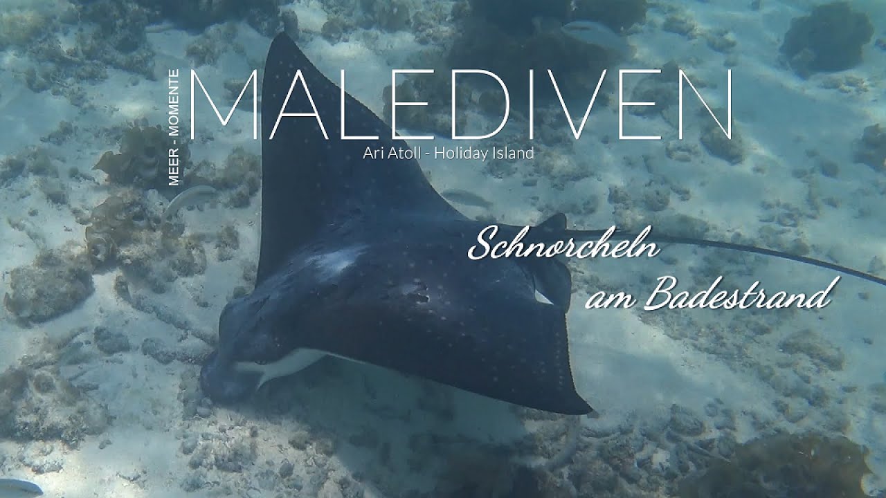 Malediven - Schnorcheln Badestrand mit Adlerrochen, Kugelfisch und Mellis Tauchkurs