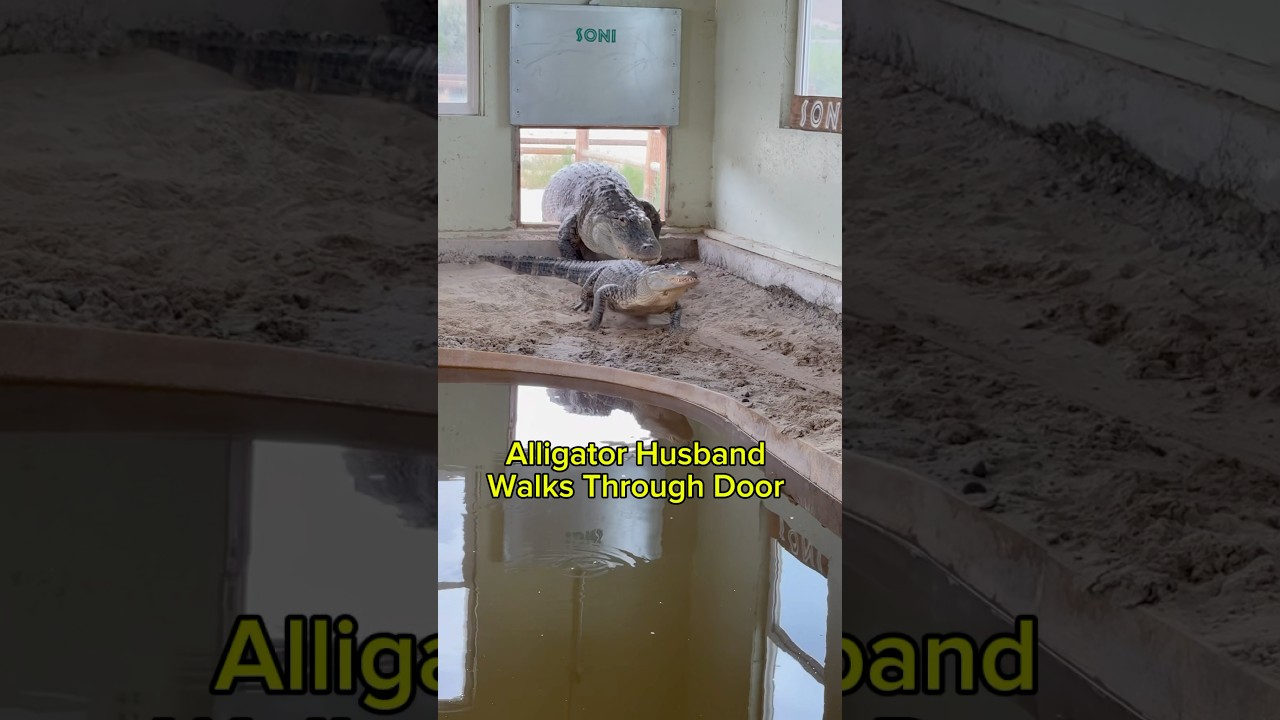 Alligator Husband Walks Through Door 