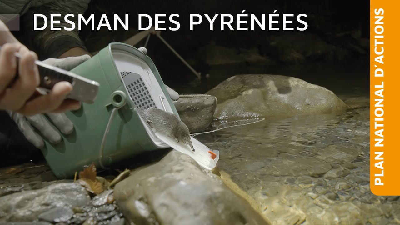 Plan national d'actions Desman des Pyrénées