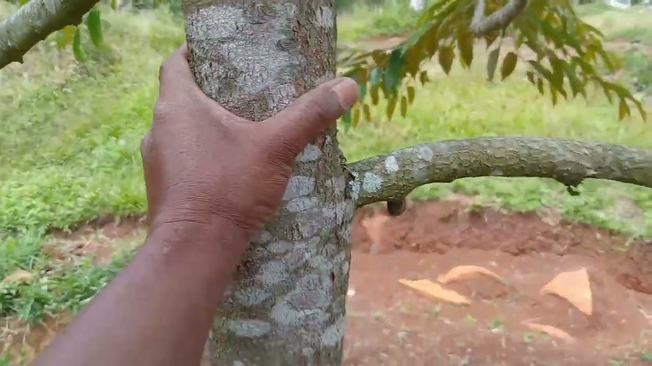 Keliling  Kebun durian ,Umur tanam 2 taun jenis Bawor dan Duri hitam 