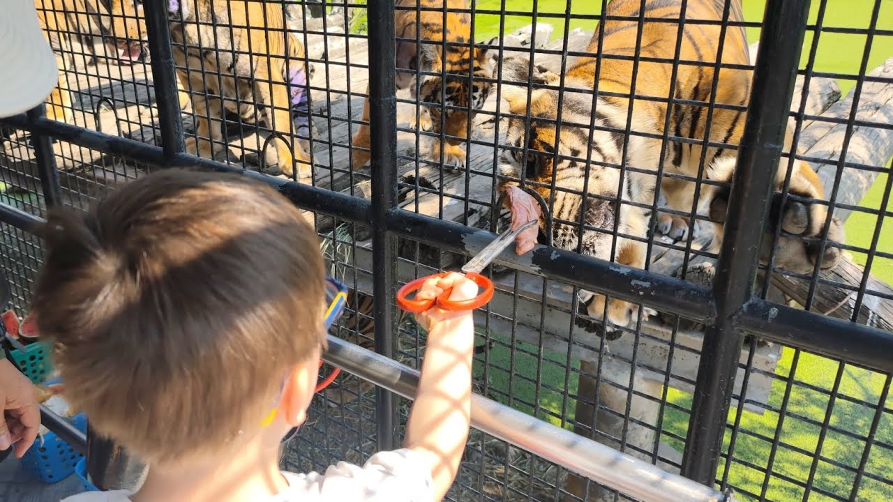 Safari park Bangkok. Feeding Tiger. Емік годує тигрів.