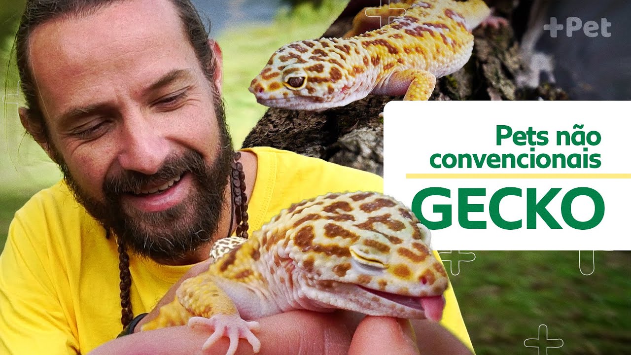 GECKO LEOPARDO, UMA LARGATIXA GIGANTE! | CANAL MAIS PET