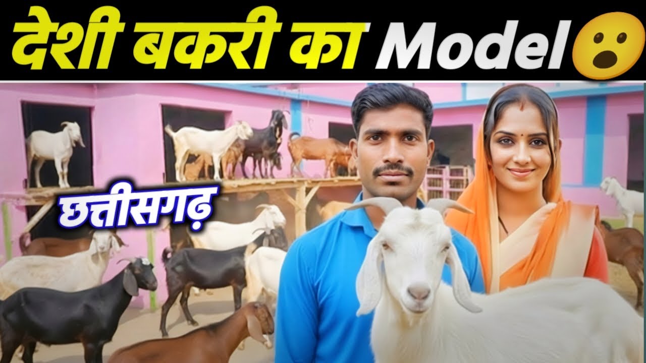 देसी बकरी पालन का  Model 😮 | Ground Reality Goat Farming | CG 6263907823