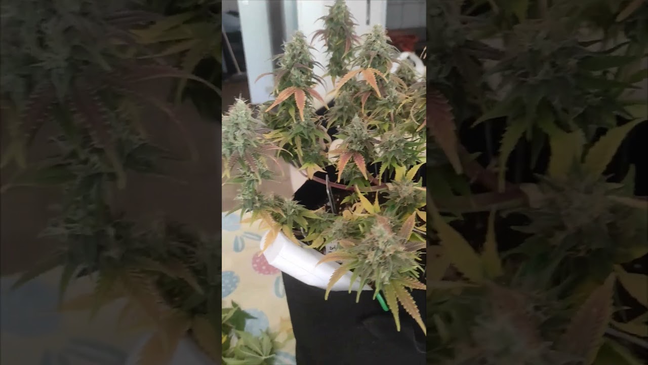 Pink Rozay x strawberry x banana #420 #grow #farming #europe