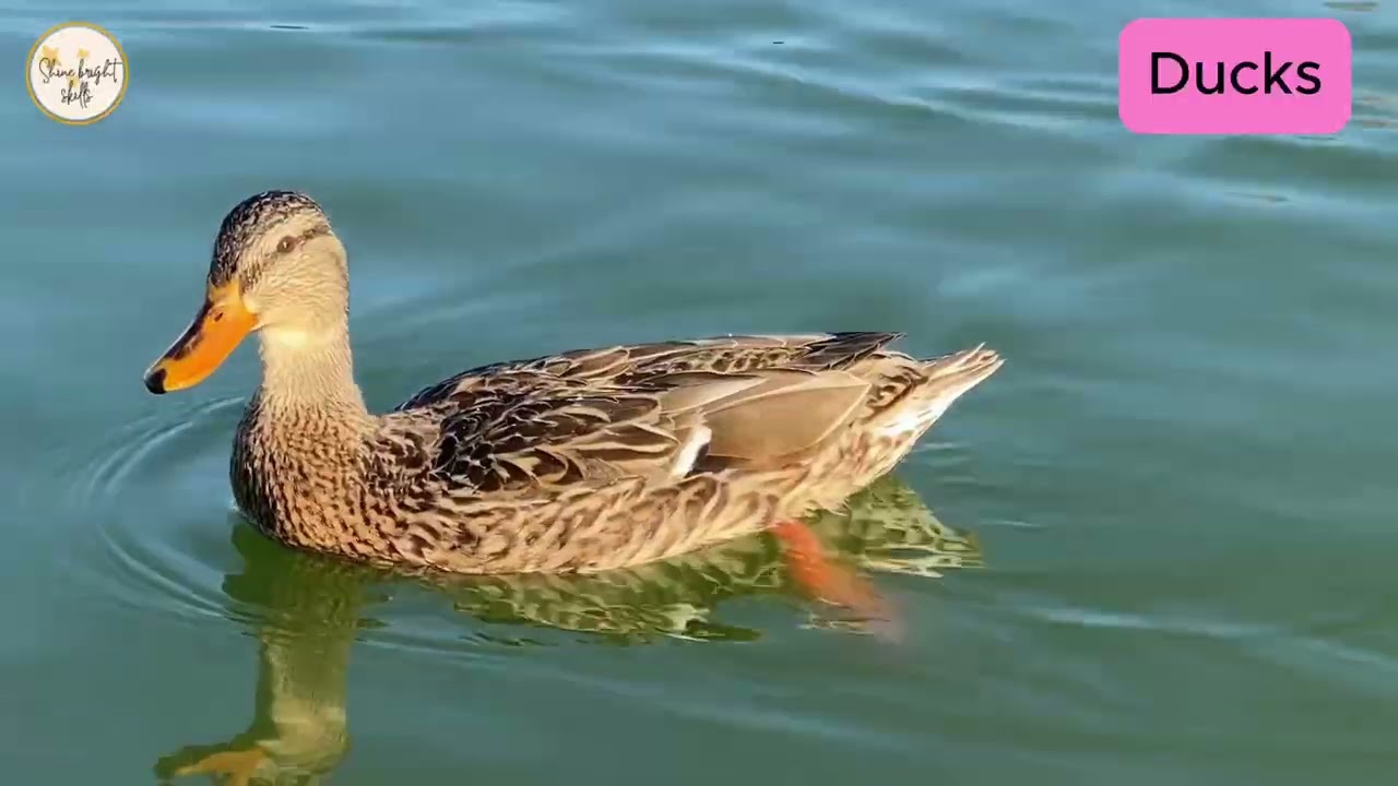 Ducks: Amazing Water Birds! 🦆🌊 | 2-Minute Science for Kids