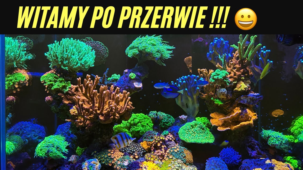 Co się działo przez 8 miesięcy??? Akwarium morskie 350l 🐠🐟🐡❤️😀