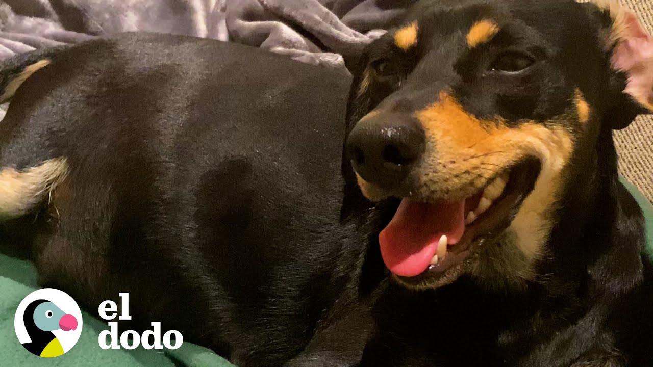Perrita mamá embarazada escondida debajo de un carro sorprende a todos | El Dodo