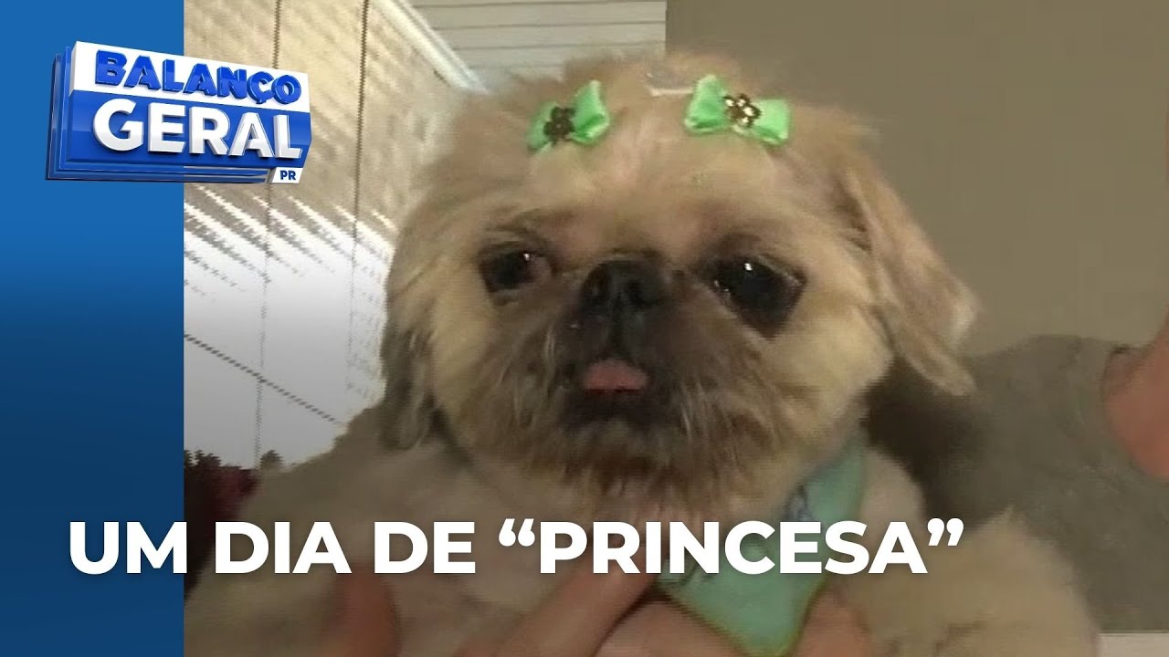 Cachorrinha cega já ganhou um novo lar; ela foi abandonada na Igreja dos Capuchinhos